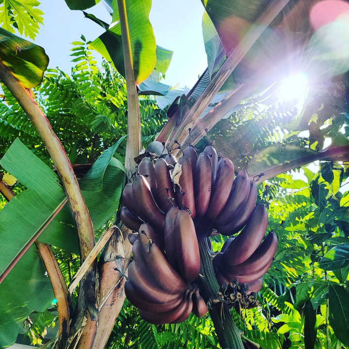 banana