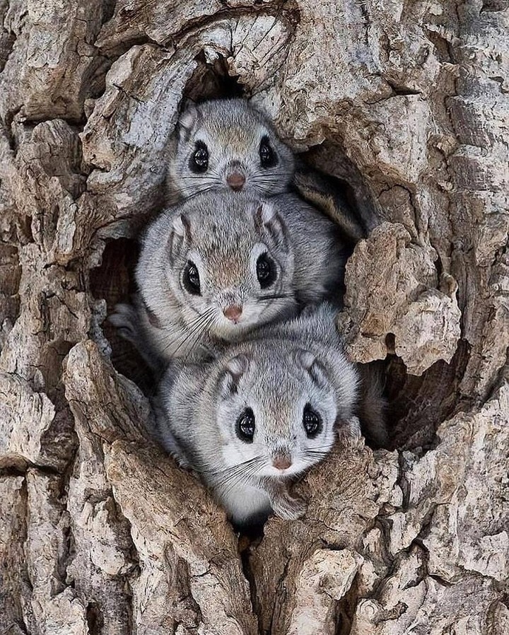 flying squirrel