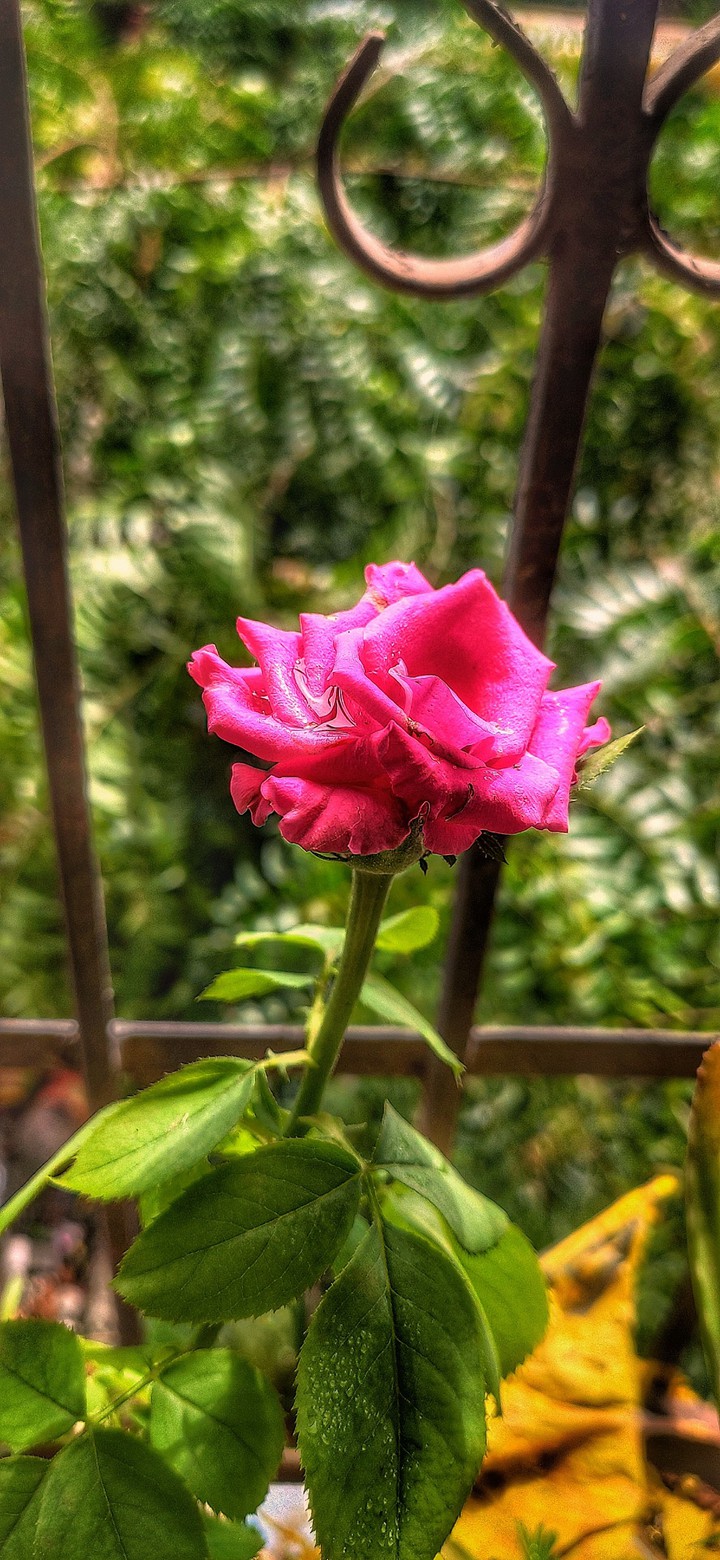 Pink rose