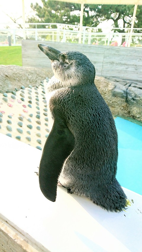 penguin