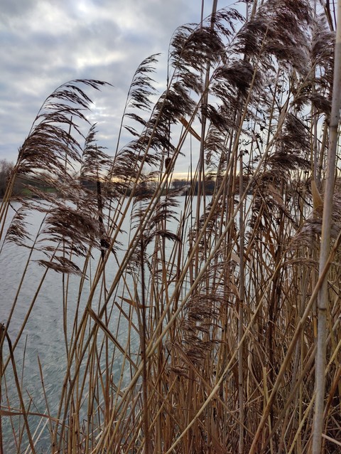 Reed, twig háttérképek