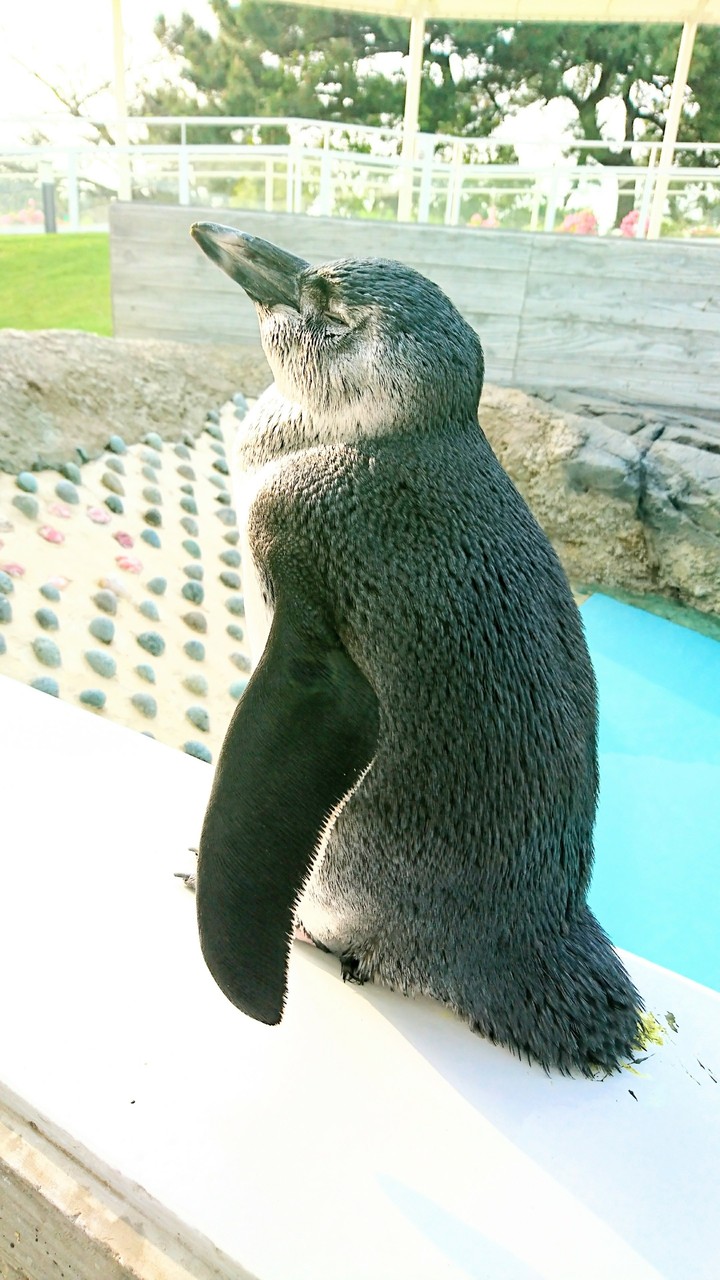 penguin
