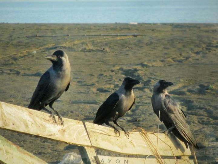 Crow