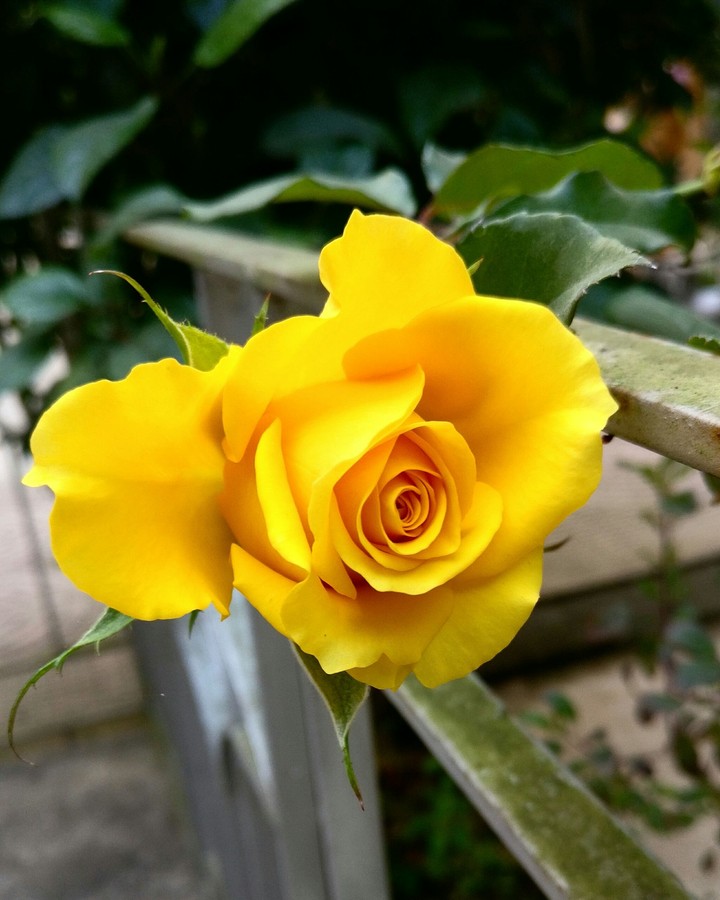 rose