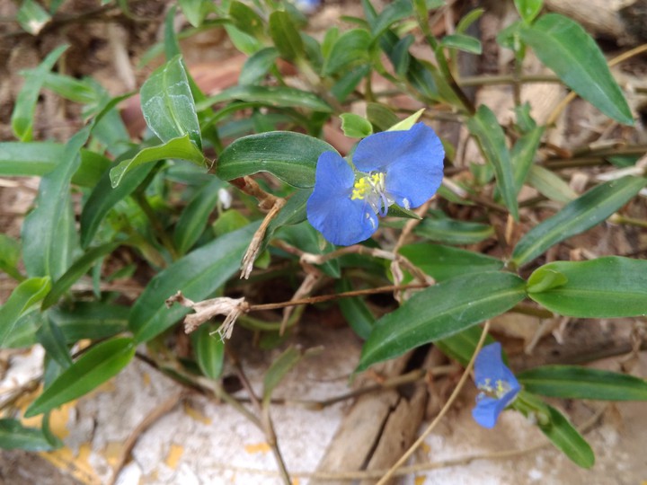 commelina