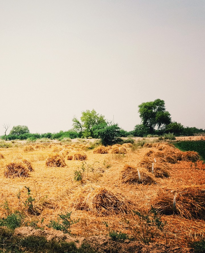 #yellow#trees#grass#green