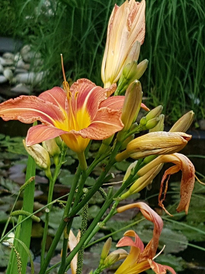 fleur de lys
