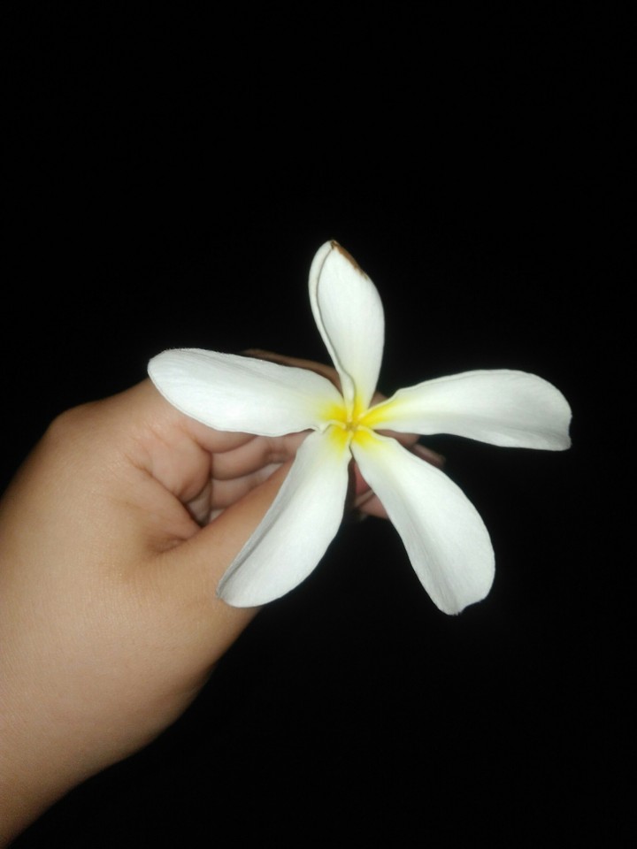 flower 