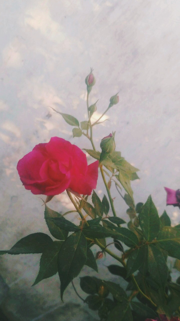 rose