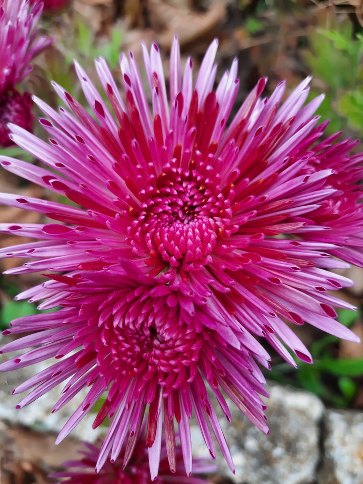 purple