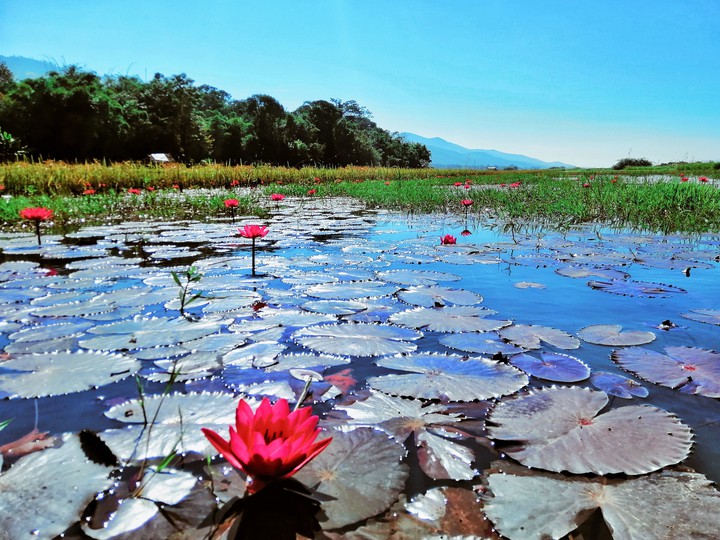 Somewhere In INLE lake (floating Red Lotuses )