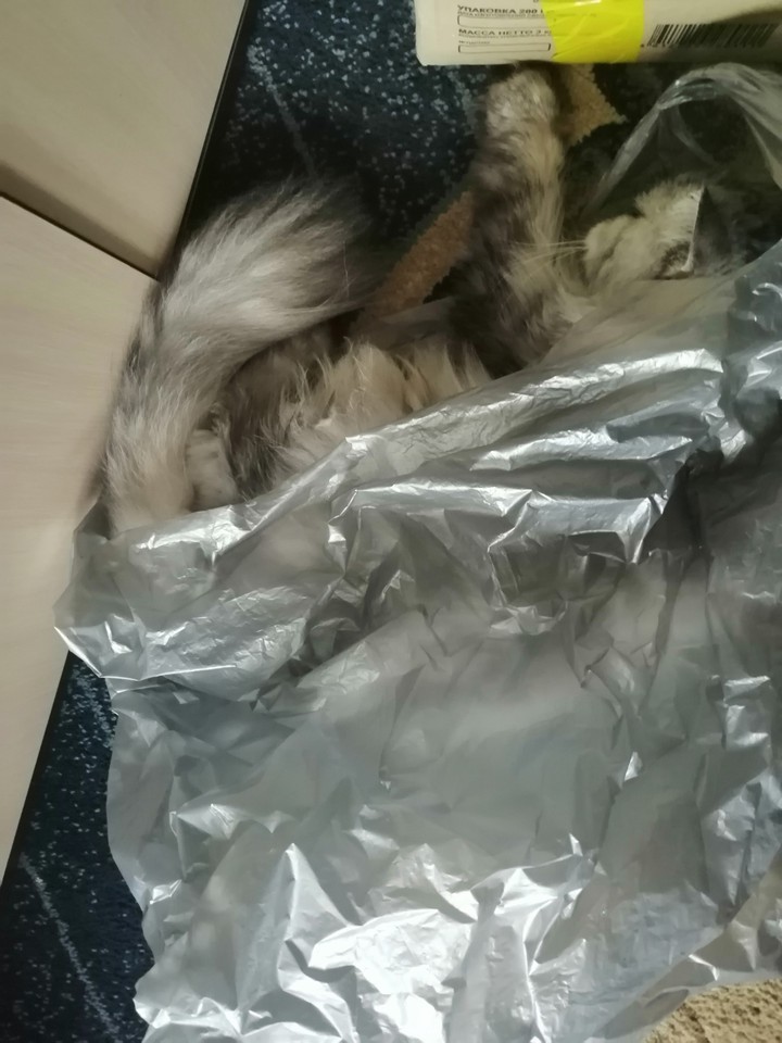 любит пакеты?