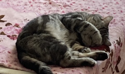 tapety comfort, cat