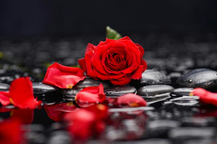 Rose