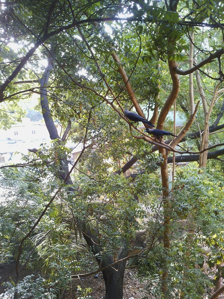trees