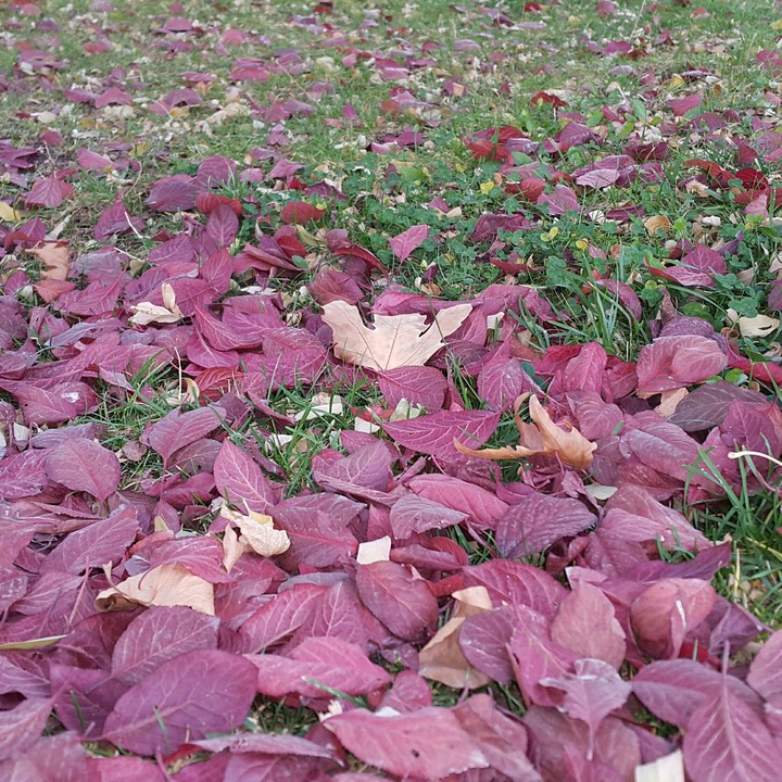 Autumn, fall
