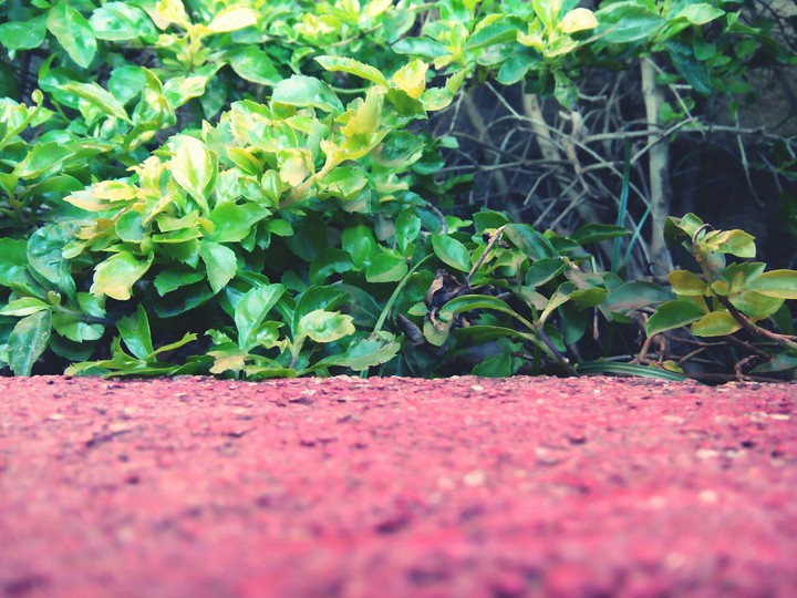 green leaf....