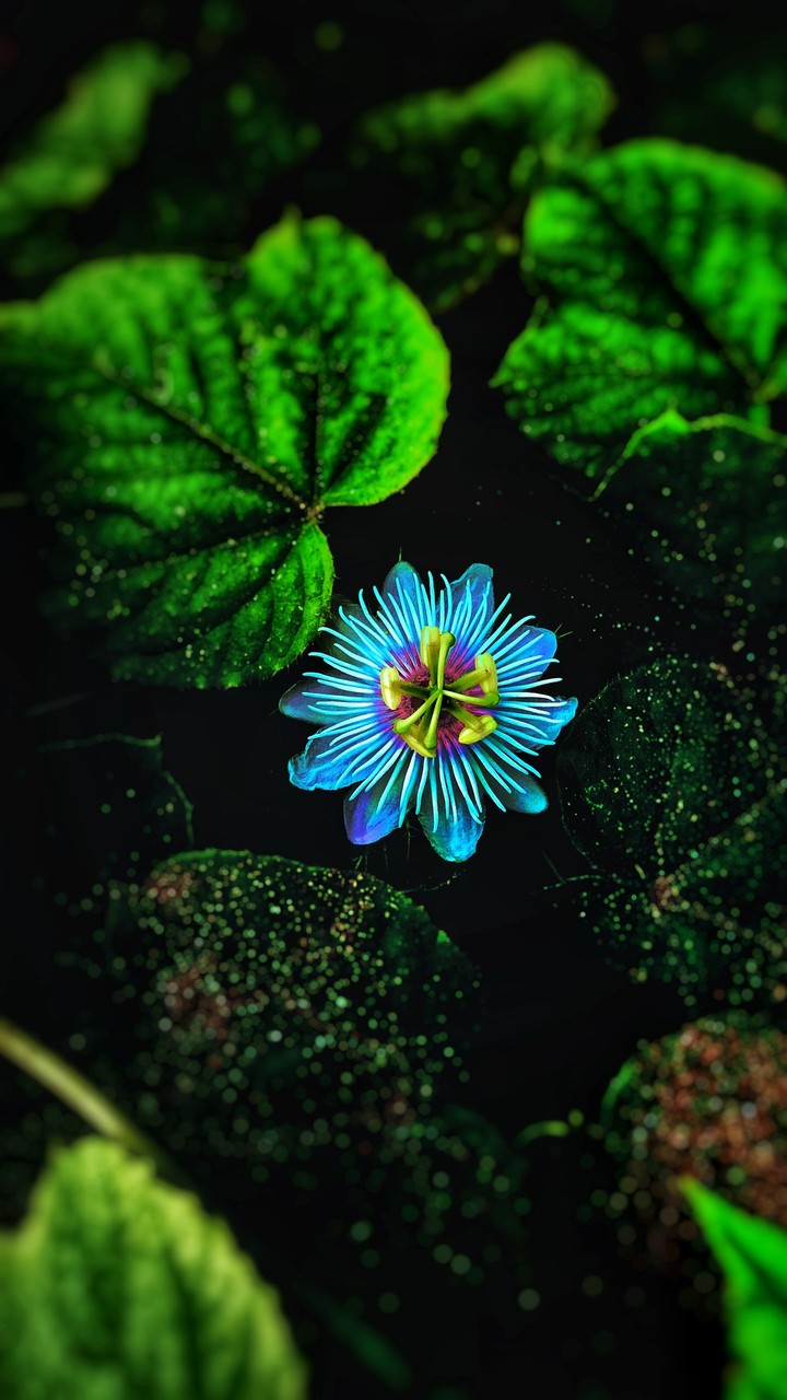nature