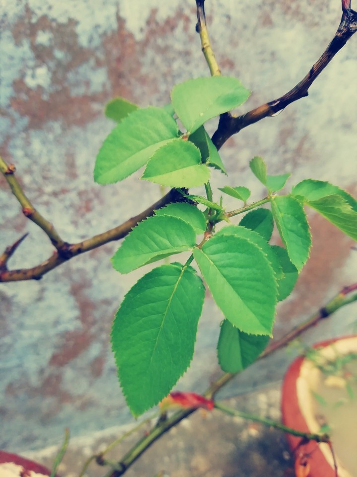 rose leaves