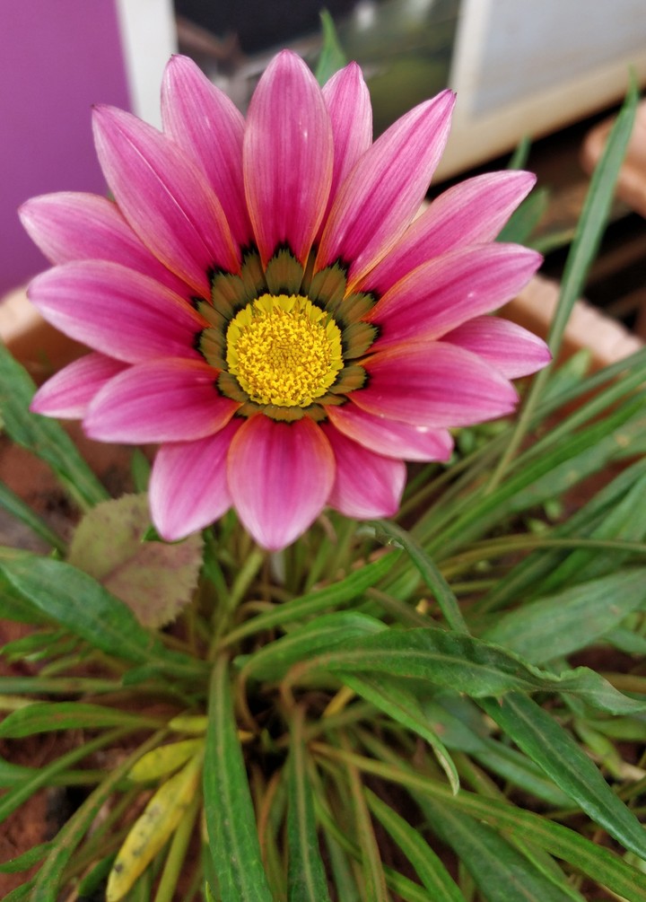 flower