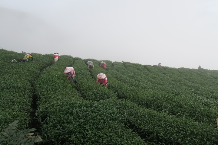 Tea picking