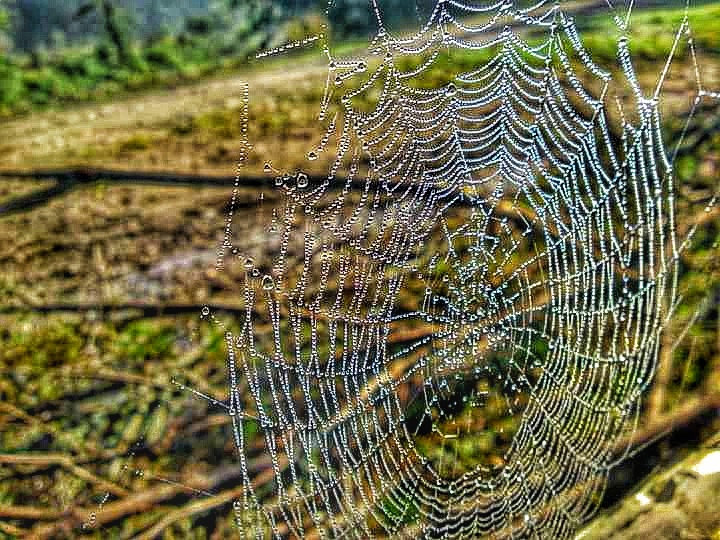 Counting the web wires
