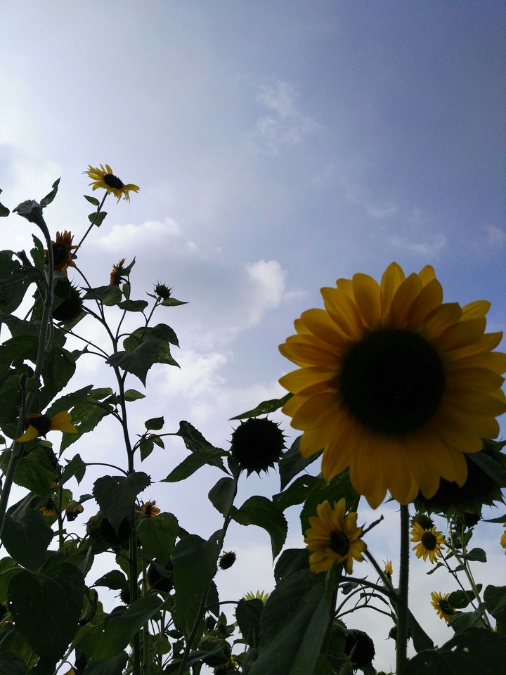 Sonnenblumen