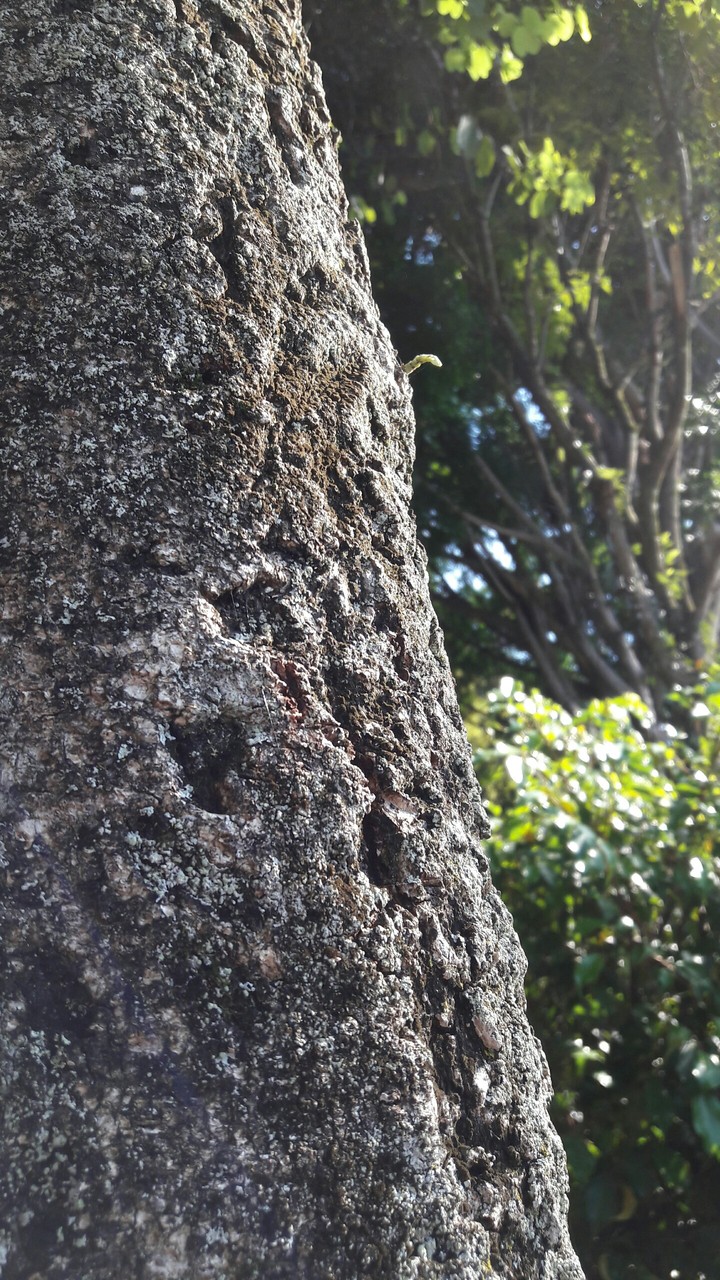 tree