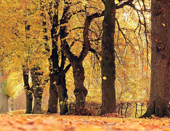 forest