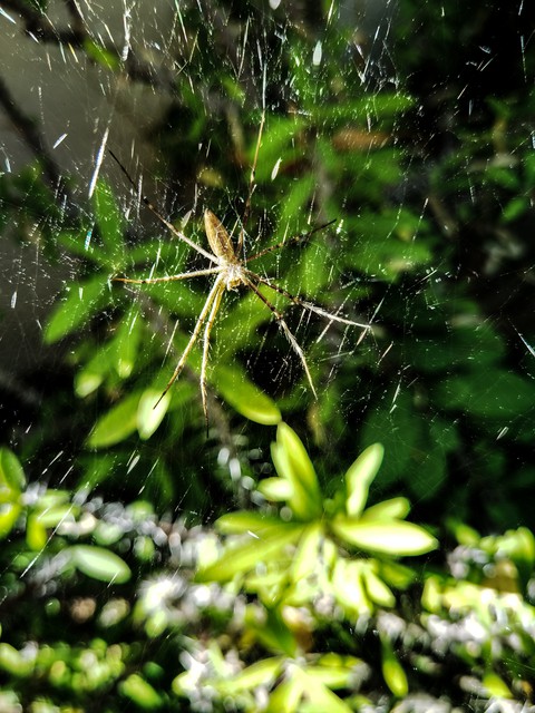 Spider's web