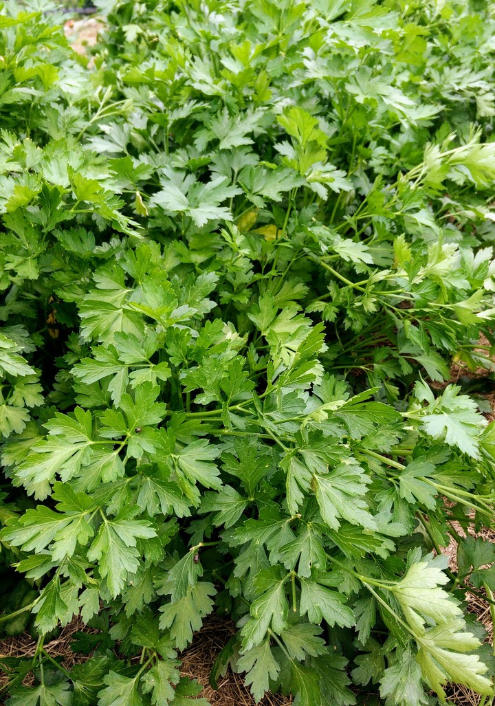 parsley