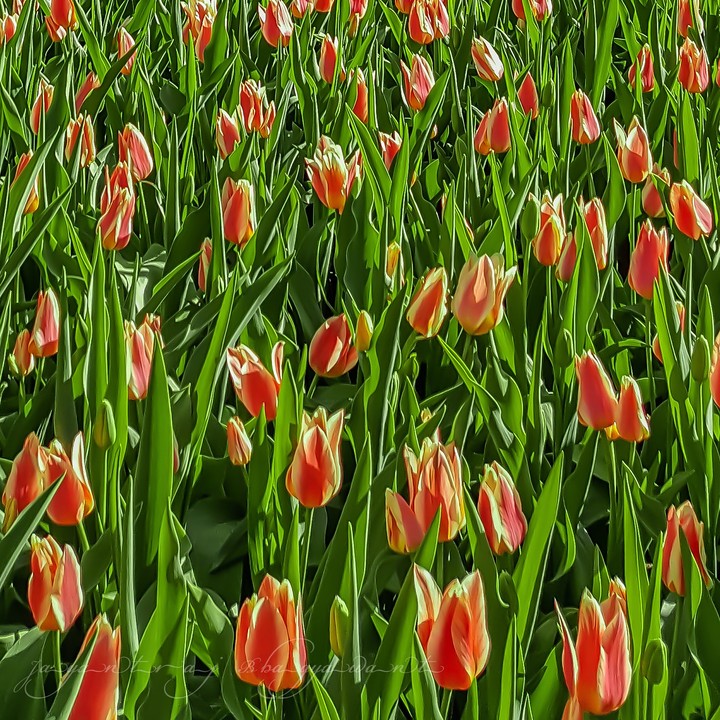 Tulips