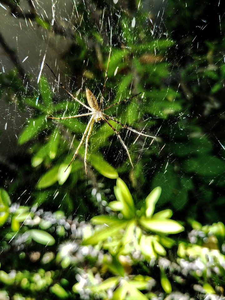 Spider's web