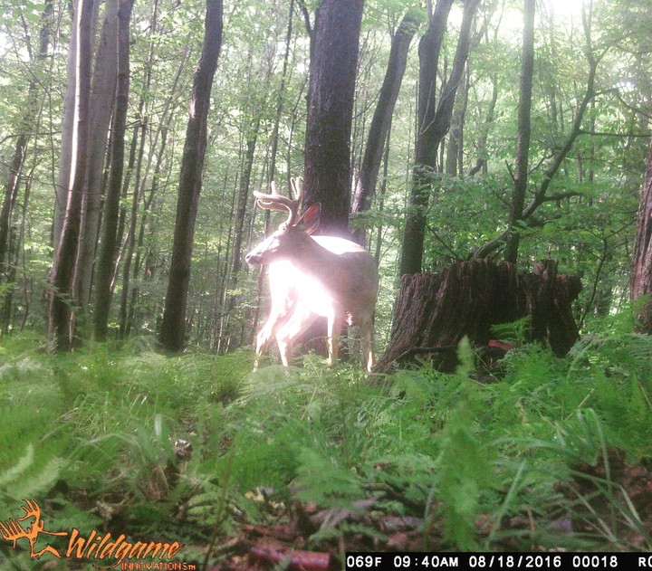 Whitetail