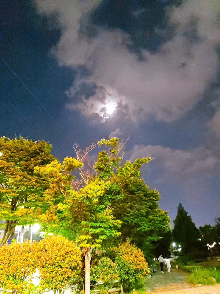 구름에 가린 달과 나무 (The moon and trees covered in clouds