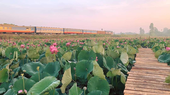 lotus fields in Vietnam