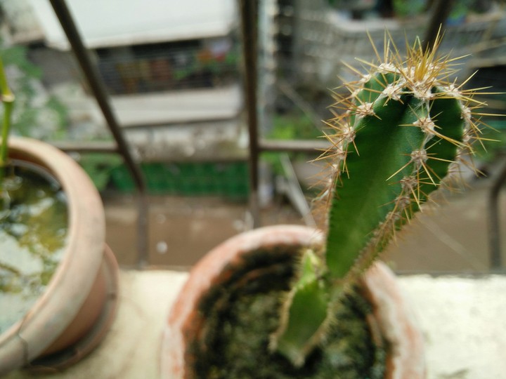 cactus
