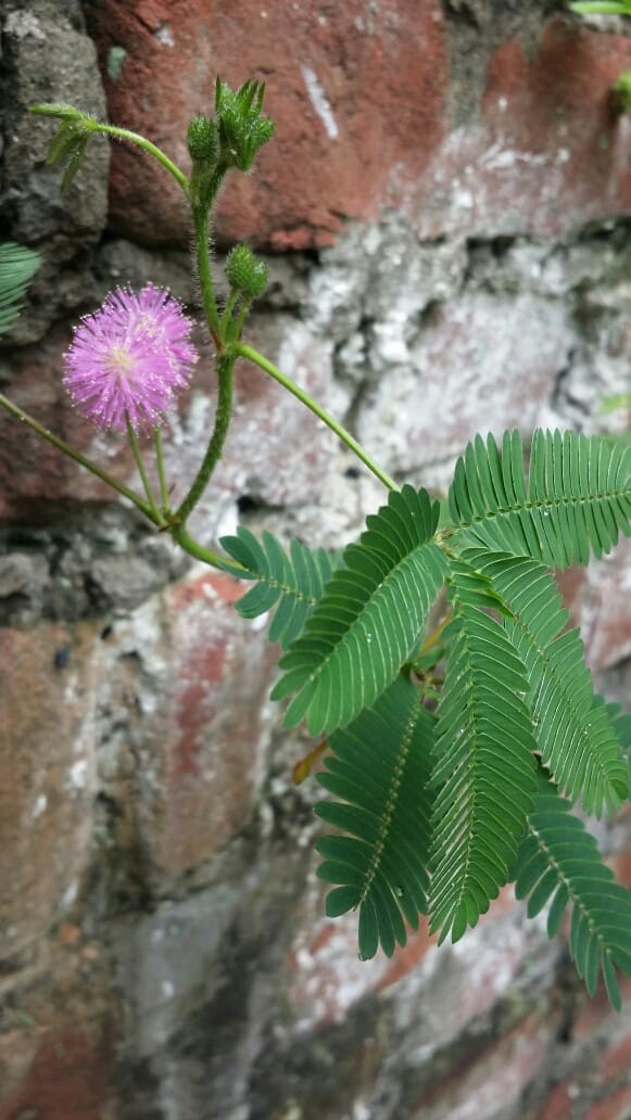 Chuimui Plant