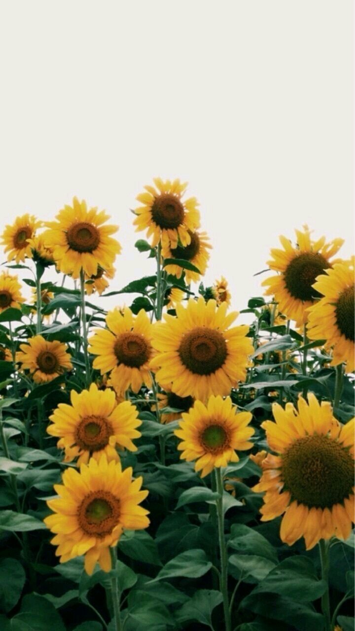 sunflowers♡