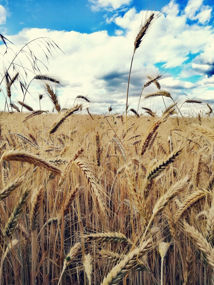field