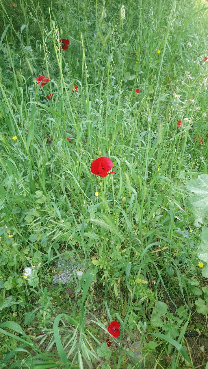 Spring in Greece