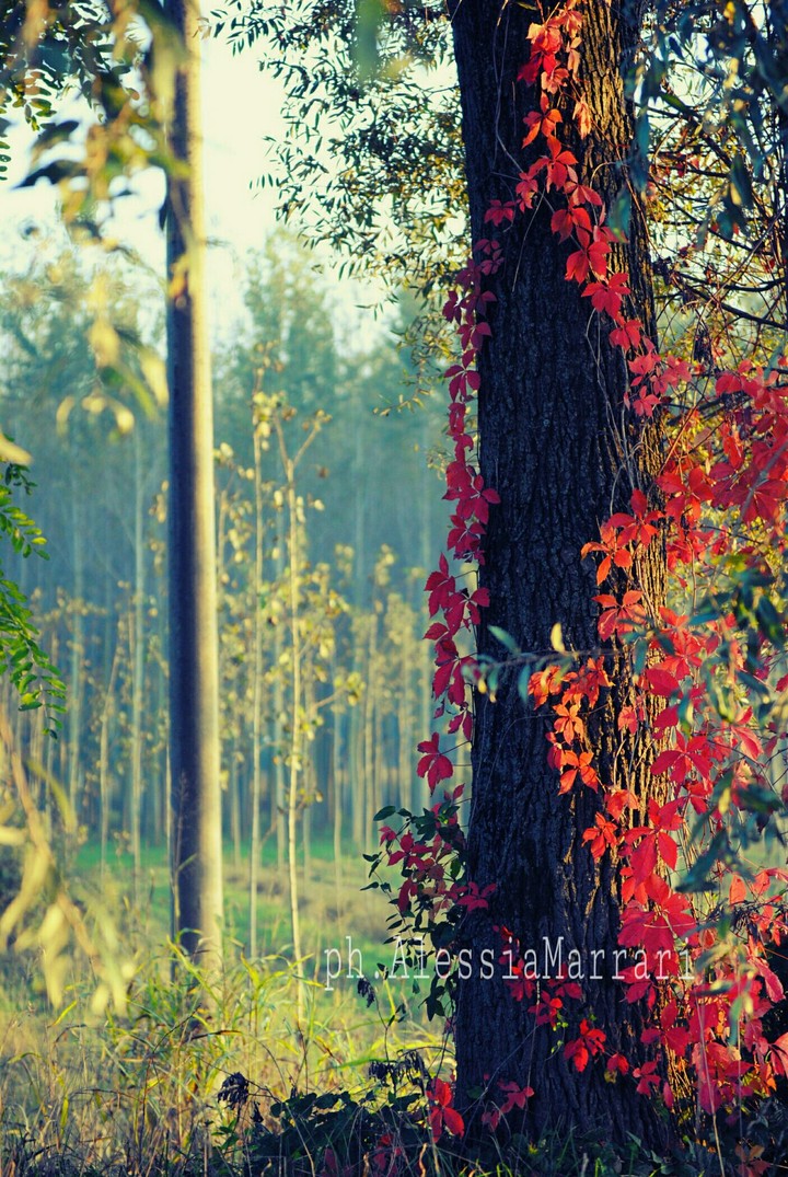 like autumn leaves