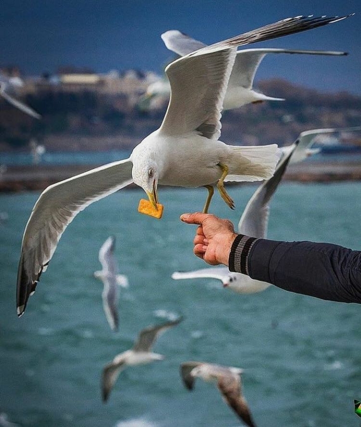 Martı