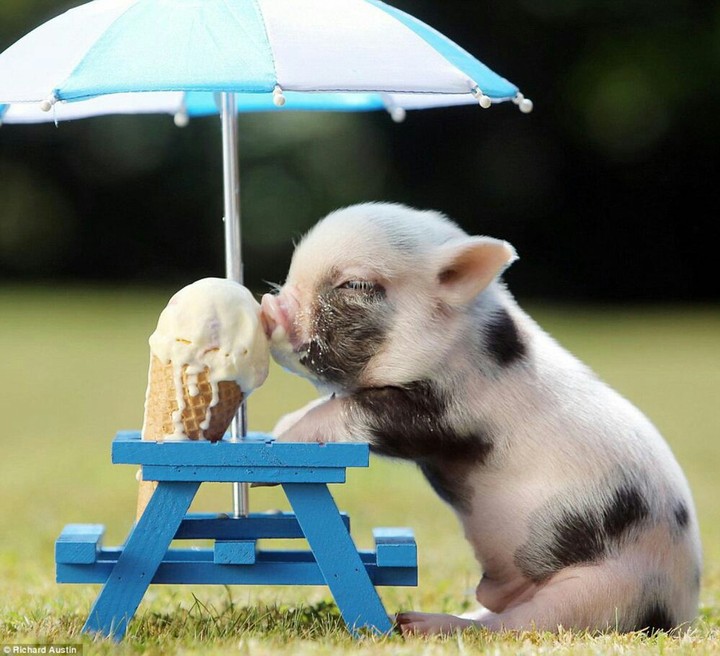 The cutest pig i ever seen