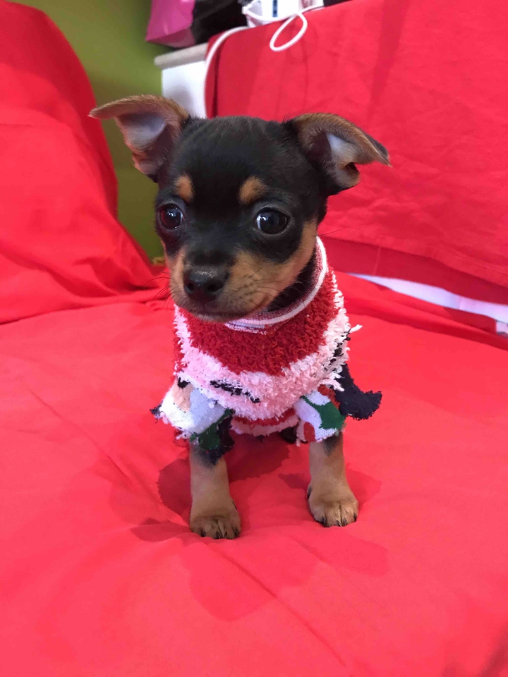 my love Oro, 2 months old .