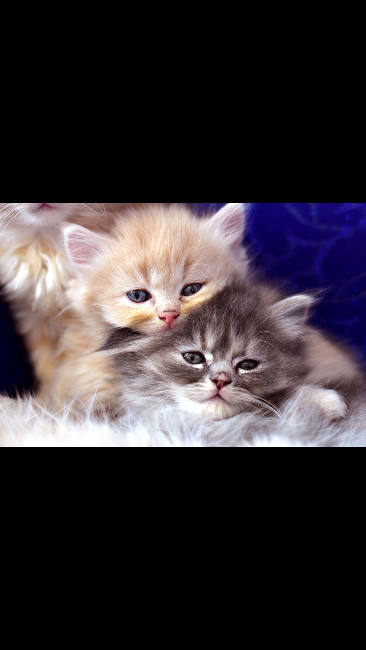 Katze