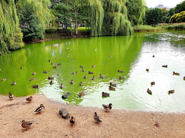 duck party