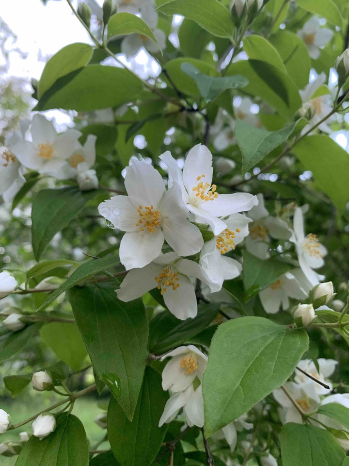 Spring Jasmine