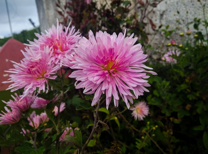 flowers