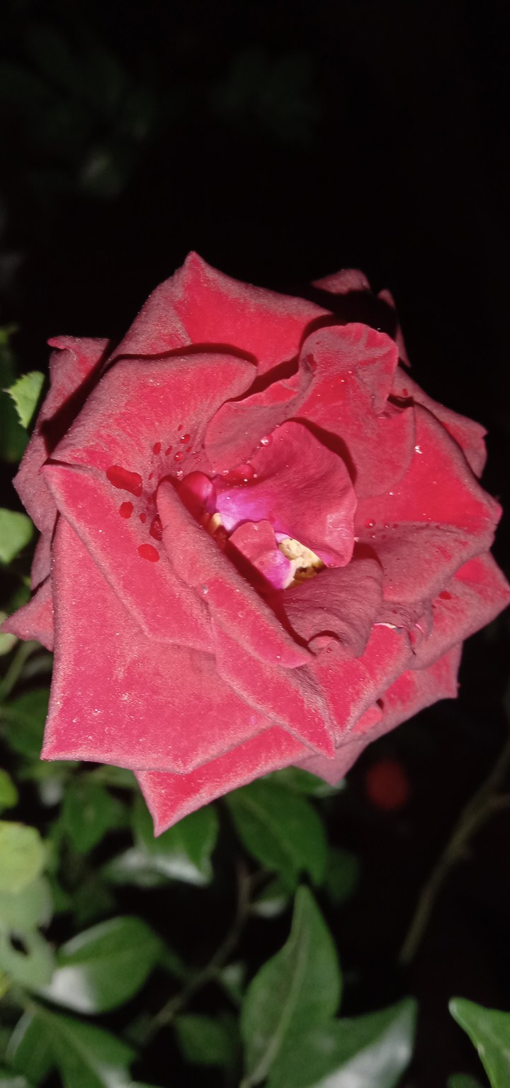 something amazing ....rose
